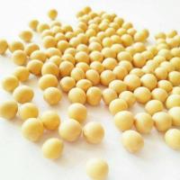 东北黑土地自产自销非转基因大豆打豆浆专用 假一赔十 一斤装试用