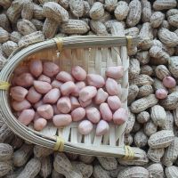 21年带壳生花生米新货白沙新鲜晒干种籽高产河南农家种子薄壳5斤 手选优质五斤装带壳