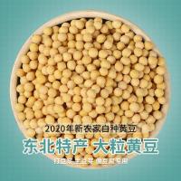 东北黑龙江黄豆农家自产大黄豆五谷杂粮豆类豆浆生豆芽黄豆批发 2斤装[大粒 豆浆豆]