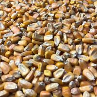 [新玉米]玉米碎粉苞米碎面粉蛋鸡饲料玉米喂家禽饲料钓鱼打窝 玉米大粒5斤