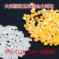 玉米渣子玉米碎粒1斤5斤中粒玉米糁苞谷大碴子散装五谷杂粮粗粮粥 中粒500g