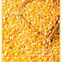 新磨2斤5斤装东北笨大碴子黑土地特产农家自产玉米碴子粥笨苞米渣 大碴子2斤装(保证当年新玉米)