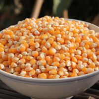 爆米花玉米粒 原料爆裂球形小干玉米微波炉苞米花家用批发 爆米花专用玉米粒[蝶形]// 500g--