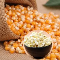 20年碟形球形小玉米球1斤家庭配黄油适用玉米粒爆米花专用玉米粒 1斤蝶形玉米粒