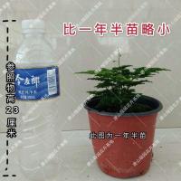 正宗唐山云竹 假一赔十 优质矮生云竹 云竹球 原盆原土 [特价]一年苗(3到5个枝条)