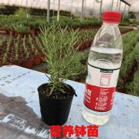 迷迭香盆栽 香草苗芳香植物盆栽百里香苗花卉绿植西餐调料驱蚊 狭叶迷迭香1颗(小号营养钵)