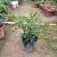 九里香小苗盆栽浓香四季九里香室内外花卉清香怡人驱蚊植物 25-30cm多分枝( 1颗)