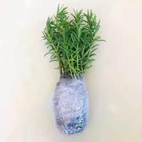 金边吊兰驱蚊薄荷植物室内好养花卉盆栽吸除去甲醛桌面小绿植 1盆太阳花(不含盆)