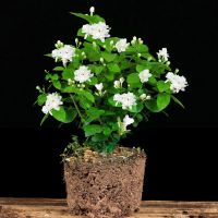 茉莉花盆栽室内客厅办公室桌面四季开花芳香浓香驱蚊虫花卉绿植 茉莉花+原土球发货不带盆