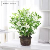 九里香盆栽带花苞浓香四季驱蚊花卉植物室内好养七里香盆景绿植 九里香原土发货不含盆当年开花1盆