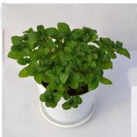 驱蚊草 迷迭香薄荷清香木盆栽驱蚊植物猪笼草夏季驱虫植物 碰碰香 薄荷一盆 不含盆