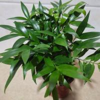 长寿竹驱蚊净化空气四季常青室内阳台客厅好养耐寒盆景原盆原土 红盆一棵[6-8颗]高30厘米左右