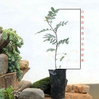 驱蚊驱虫绿植云南清香木盆栽室内外四季常青净化空气盆景驱蚊 1盆单苗(拍二发三)