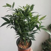 竹柏盆栽[清香驱蚊]四季常青竹子好养的绿植花卉盆景净化空气 原盆原土:25-30cm