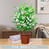 [花东π对]九里香盆栽驱蚊虫浓香型开花老桩室内客厅四季植物 九里香[不含盆]