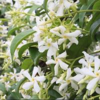 风车茉莉庭院花卉植物浓香型络石藤老桩盆栽四季常青大苗 银丝茉莉[白色]风车茉莉 单颗装[30cm-40cm]开花少