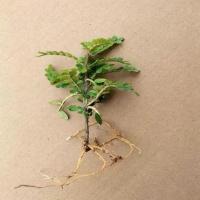 驱蚊驱虫清香木盆栽绿植植物室内四季常青净化空气盆景驱蚊草花卉 清香木2年小苗一盆[不包活]