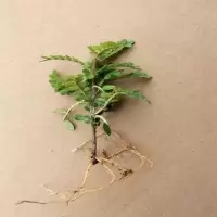 驱蚊驱虫清香木盆栽绿植植物室内四季常青净化空气盆景驱蚊草花卉 清香木2年小苗一盆[不包活]