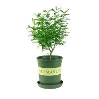 清香木驱蚊驱虫买花送花盆花卉盆栽室内盆栽适合居家办公净化空气 运输黄叶属于正常情况半月恢复介意