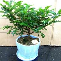 清香木盆栽驱蚊草防辐射室内植物緑植客厅盆景树桩四季盆栽办公桌 小盆清香木(15cm--20cm高) 不含盆