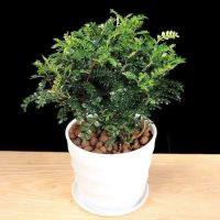 驱蚊驱虫清香木绿色植物花卉 4年小苗(原土+专用肥)