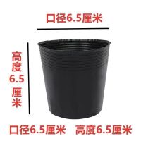 驱蚊驱虫清香木盆栽绿植植物室内四季常青净化空气盆景驱蚊草花卉 育苗杯约10个