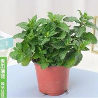 驱蚊草盆栽室内驱虫驱蚊植物阳台客厅绿植花卉好养新鲜净化空气 薄荷原盆原土发货