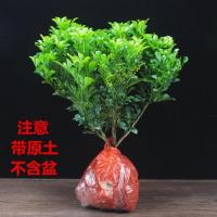 米兰花盆栽苗植物室内香味四季开花驱蚊绿植香花盆景客厅卧室带花 米兰2年苗 不含盆
