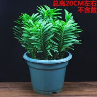 玉蜻蜓盆栽四季常青好养植物办公室内客厅净化空气防辐射桌面绿植 玉蜻蜓(原土不含盆)