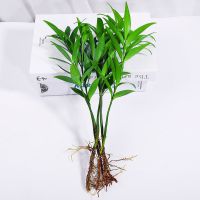 水培富贵竹盆栽花卉室内客厅办公室水养驱蚊富贵竹绿植四季常青 5颗竹柏 送营养液