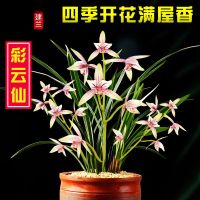 兰花带花苞浓香型建兰四季兰墨兰室内绿植盆栽兰花苗驱蚊花卉好养 彩云仙 2苗不带花