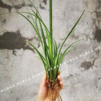 盆栽五香草 湖南沙姜香料 茴香菖蒲 随手香 耐寒室内绿植盆景 一小丛无盆(约6个苗头)