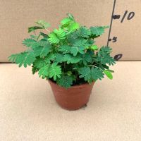 含羞草小盆栽驱蚊草神奇多叶室内桌面阳台花卉美观驱蚊植物易养活 含羞草90#1盆
