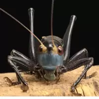 人工蝈蝈活体鸣虫超大铁皮山青翠绿春蝈蝈螽斯蚰子爬虫宠死亡包赔 断腿蝈蝈1只拍2只