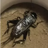 油葫芦活体蟋蟀活体黑虫活体新蜕鸣虫包风险叫虫包风险送保温 大个油葫芦 买1送1 发2只
