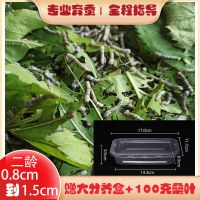 蚕宝宝活体学生养蚕套装蚕卵七彩12345龄大蚕小蚕宠物送新鲜桑叶 2龄蚕10条+100克桑叶+大盒子