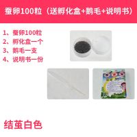 春蚕卵蚕子彩色蚕卵蚕宝宝活体幼虫套装学生科普养蚕七彩蚕金丝蚕 白色蚕卵50粒送孵化盒加鹅毛