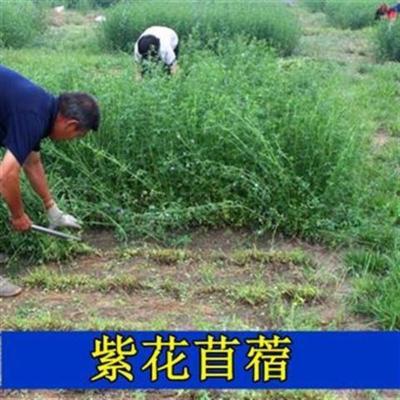 秋季鸡猪鹅兔子牧草种子紫花苜蓿南方四季饲料草北方苜蓿草多年生 紫花苜蓿种子2千粒装