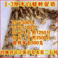 蟋蟀活体 双斑蟋油葫芦蟋蟀+白蟋蟀2种 爬宠龙鱼活物蟋蟀饲料 0.5cm油葫芦1000只()