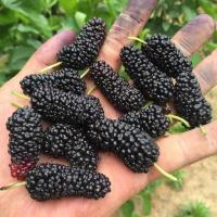 桑树苗桑苗养蚕桑葚树苗南方北方盆栽地栽果桑树苗四季种植当年结 果桑-无子大十[掌柜推荐当年结果] 3年苗适合大量种植