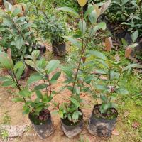 正宗桃金娘树苗山捻子苗乌稔多尼小种苗盆景地栽室内阳台庭院植物 10-15高度