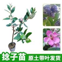 广西桃金娘树苗 山捻子苗适合盆栽地栽 一年苗