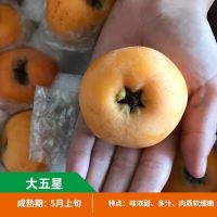 嫁接枇杷树苗特大地栽庭院盆栽阳台大五星无核当年结果南北方种植 大五星 当年结果苗[一棵装]