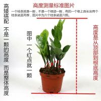 金钱树盆栽植物室内大绿植钱串子招财客厅四季常青发财树盆景 金钱树15-20cm高[六至八颗] 简易盆