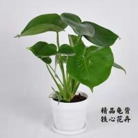 精品龟背竹观叶绿植室内客厅办公桌面净化空气吸甲醛盆栽 [加仑盆]生根粉肥料 [精品龟背]一颗不包活