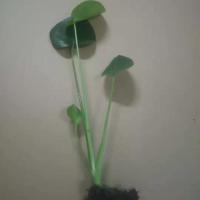 吸甲醛新房龟背竹水养土养花卉植物盆栽室内绿植盆景[11月18日发完] 龟背竹一根小苗不包成活 不带盆