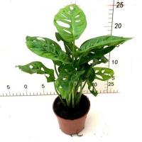 仙洞龟背竹盆栽洞洞开背室内办公客厅吸甲醛观叶植物净化空气花卉 洞洞龟背竹90#1盆两株苗以上 含盆