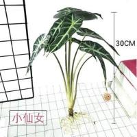 小仙女黑叶竹芋盆栽小型观音莲室内客厅办公桌面花卉摆件净化空气 1颗15厘米(不包活)