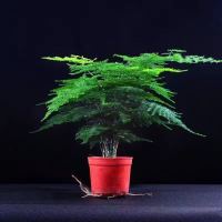 文竹盆栽室内花卉植物客厅大型盆景办公桌四季常青小绿植好养易活 2年小文竹1盆