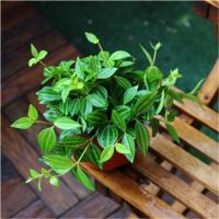 室内进化空气钻石翡翠吊兰 绿叶室内阳台盆栽桌面盆栽进化空气 绿叶翡翠吊兰(10颗左右) [原土送肥料]